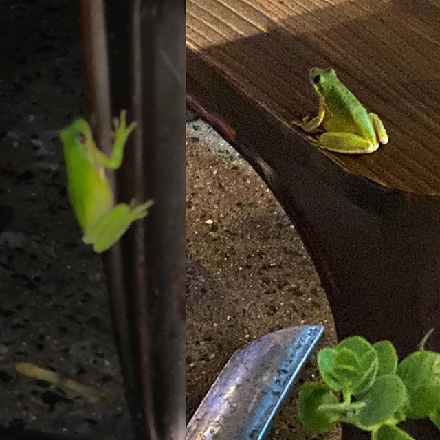 A #wildlife moment in #astoria on #ditmars in our sidewalk cafe. Meet Freddy the Frog. #momentslikethese @weheartastoria @boastnyc @qnsgram #frog #froginthecity