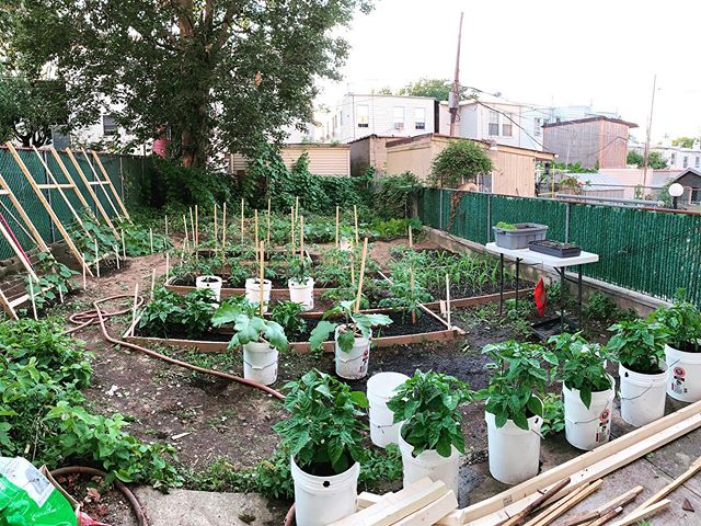 Our #garden is coming along. .
.
.
.
.
.
#eater #zagat #michelin #nyc #astoria #ditmars #cntraveler #gardentoplate #cleaneating #cleanfood #nycfood #nyceats #eeeeeats #buzzfeedfood #urbangarden #glutenfree @weheartastoria @ediblequeens @edible.communities @qnsgram @_aaausa @auwomennyc @astoriabout @chefkatherinefuchs